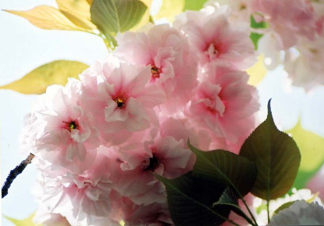 sakura11.jpg