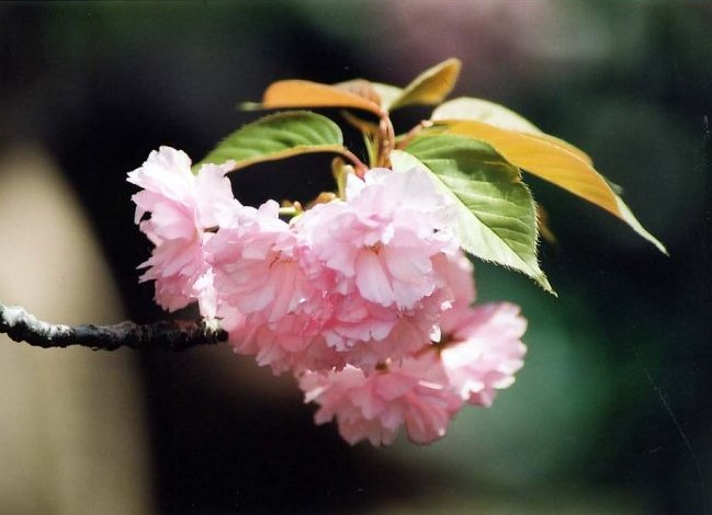 sakura12.jpg