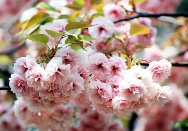 sakura13.jpg