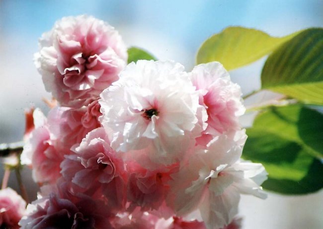 sakura14.jpg
