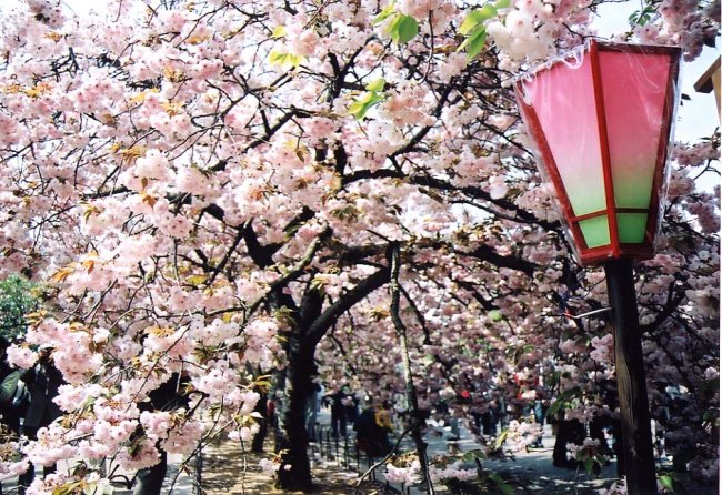 sakura15.jpg