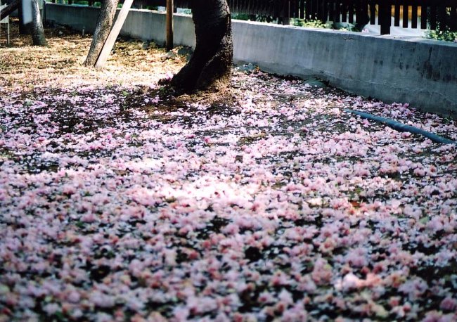 sakura16.jpg