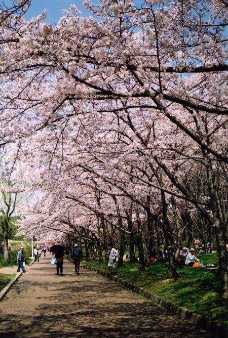 sakura17.jpg
