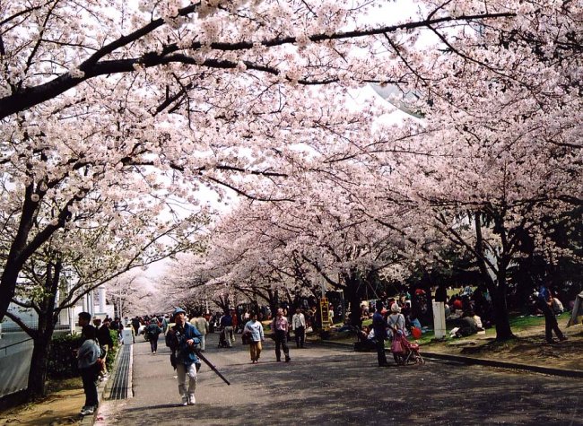 sakura18.jpg