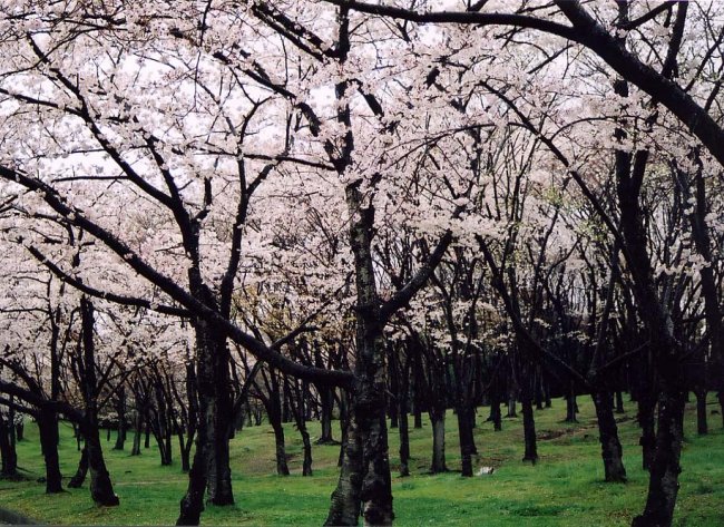 sakura19.jpg