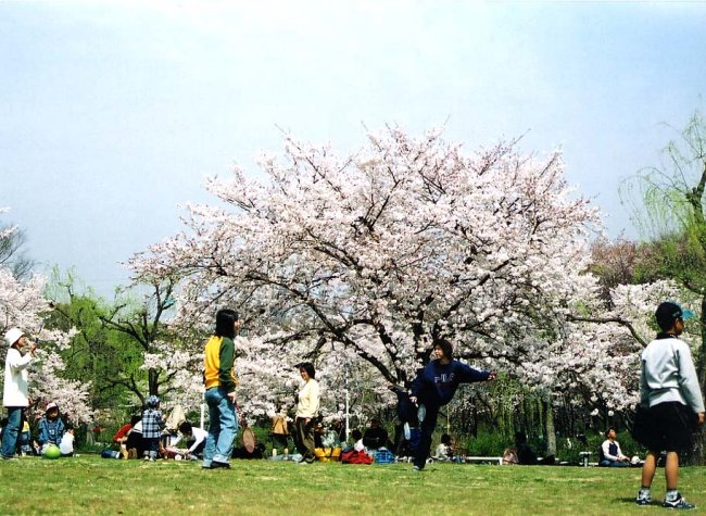 sakura20.jpg
