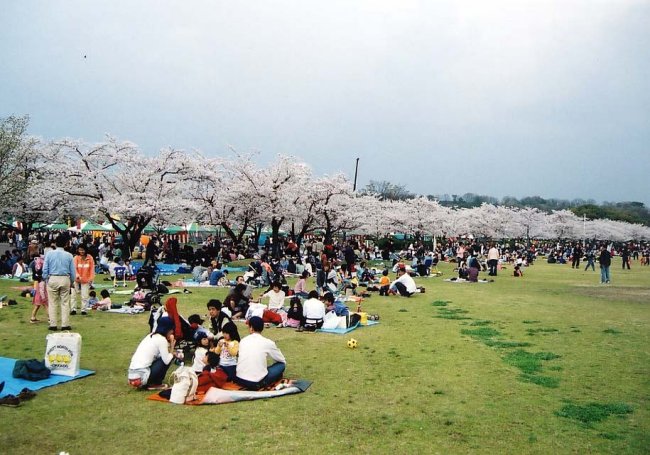sakura21.jpg