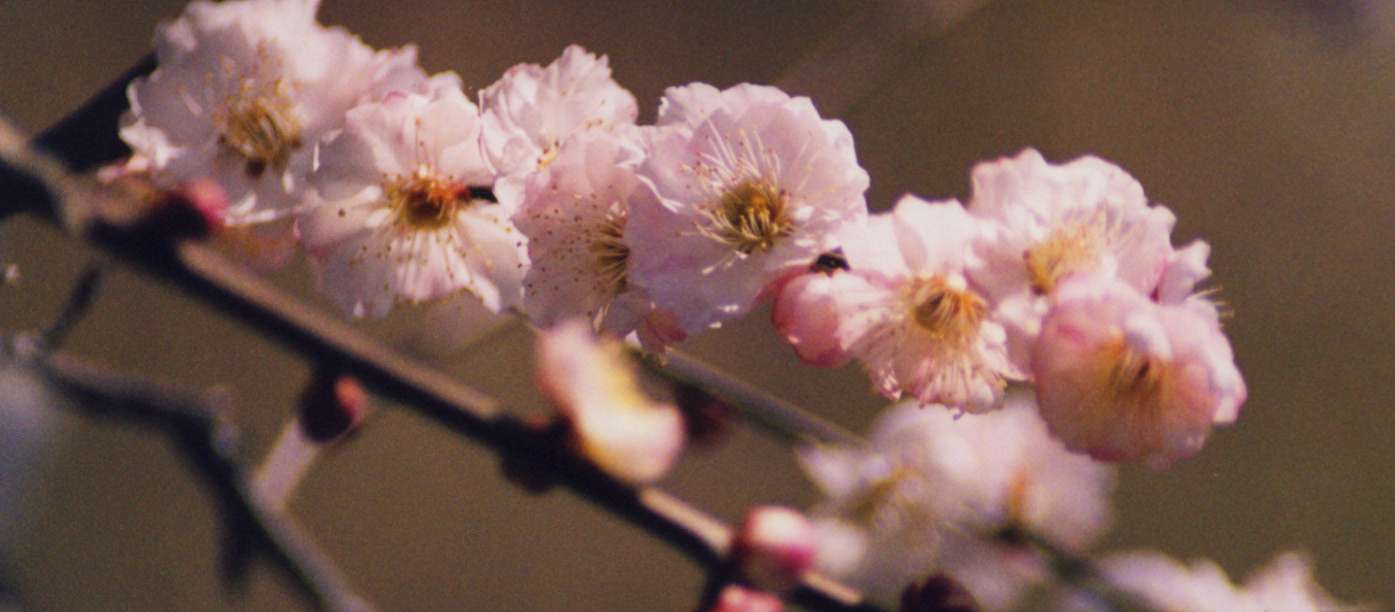 ume01.jpg