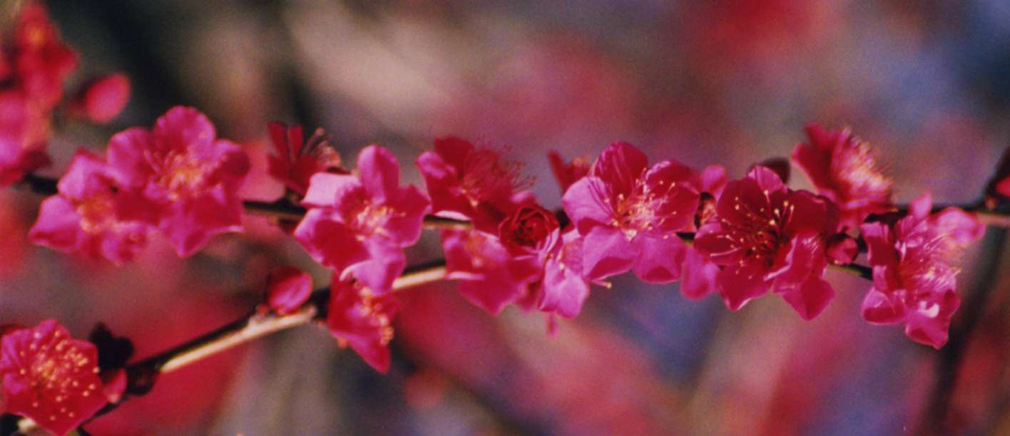 ume02.jpg