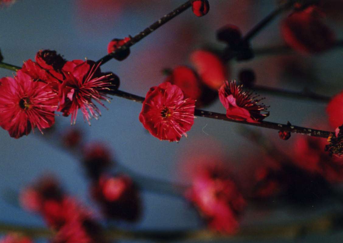 ume03.jpg