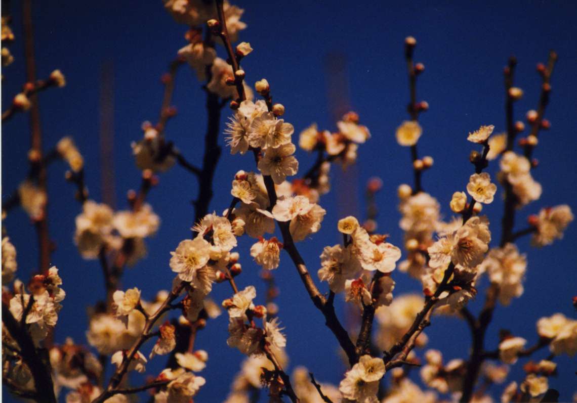 ume06.jpg