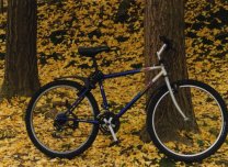 ginkgo01.jpg
