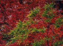 momiji02.jpg