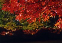 momiji03.jpg