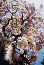 sakura01.jpg