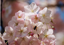 sakura02.jpg