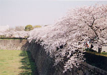 sakura05.jpg
