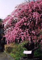 sakura10.jpg