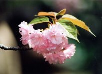 sakura12.jpg