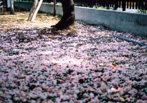 sakura16.jpg