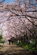 sakura17.jpg