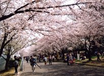 sakura18.jpg