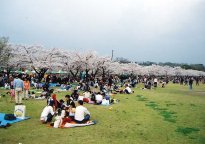 sakura21.jpg
