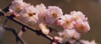 ume01.jpg