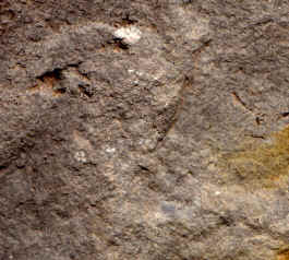 Dakota Sandstone.JPG (80037 bytes)