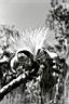 Chapada06.jpg