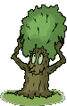bon normalement ce sont des eucalyptus...