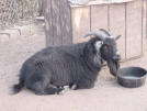 A modern Day Sacrificial Armenian Goat to the God Seth Sereith