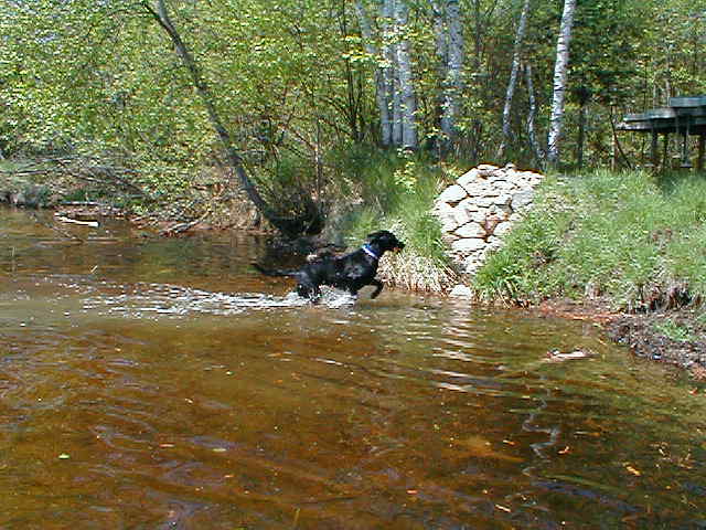 Morgan retrieving