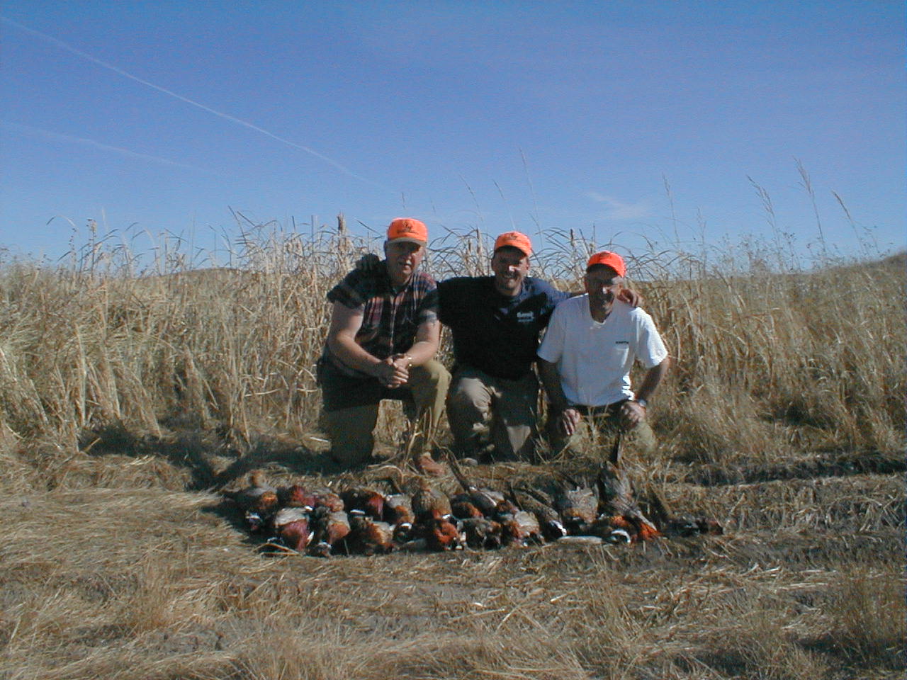 Limit of ringnecks