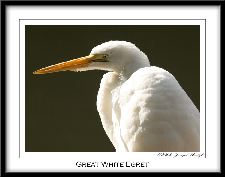 Great White Egret