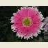 Pretty Pink Posy