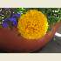 Lovely yellow flower