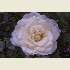 Click a fragrant flower to go to my Welcome Page