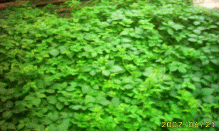 Jiaogulan from the jungle - Jiaogulan Saponin are from Jiaogulan 's stalk.�