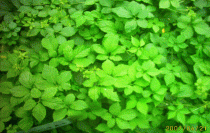 Jiaogulan from the jungle - Jiaogulan Saponin are from Jiaogulan 's stalk.�