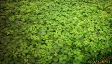 Jiaogulan from the jungle - Jiaogulan Saponin are from Jiaogulan 's stalk.�
