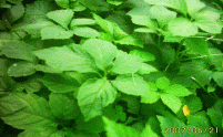 Jiaogulan from the jungle - Jiaogulan Saponin are from Jiaogulan 's stalk.�