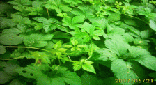 Jiaogulan from the jungle - Jiaogulan Saponin are from Jiaogulan 's stalk.�