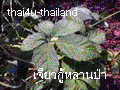 Jiaogulan from the jungle - Jiaogulan Saponin are from Jiaogulan 's stalk.�