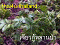 Jiaogulan from the jungle - Jiaogulan Saponin are from Jiaogulan 's stalk.�