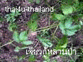 Jiaogulan from the jungle - Jiaogulan Saponin are from Jiaogulan 's stalk.�