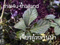 Jiaogulan from the jungle - Jiaogulan Saponin are from Jiaogulan 's stalk.�
