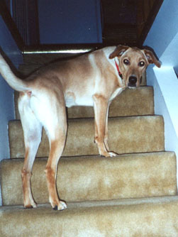 caseydog1.JPG (26405 bytes)
