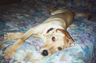 caseydog2.JPG (33309 bytes)