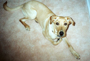 caseydog3.JPG (25293 bytes)